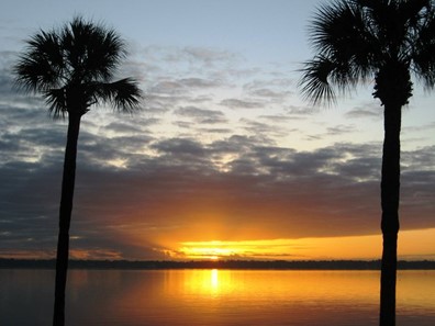 Palm trees at sunset