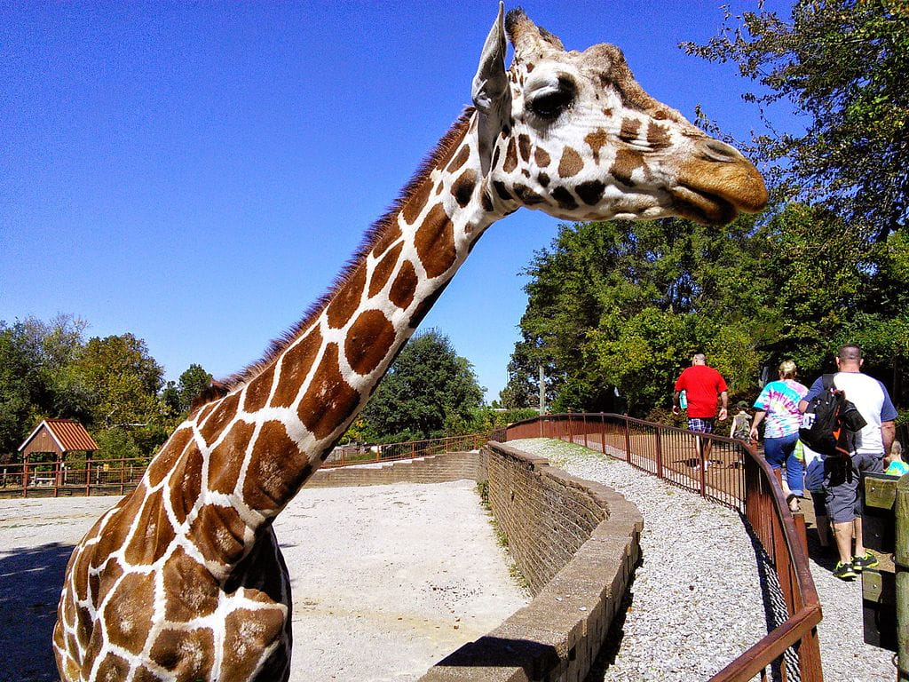Mesker_Park_Zoo_giraffe HIGH